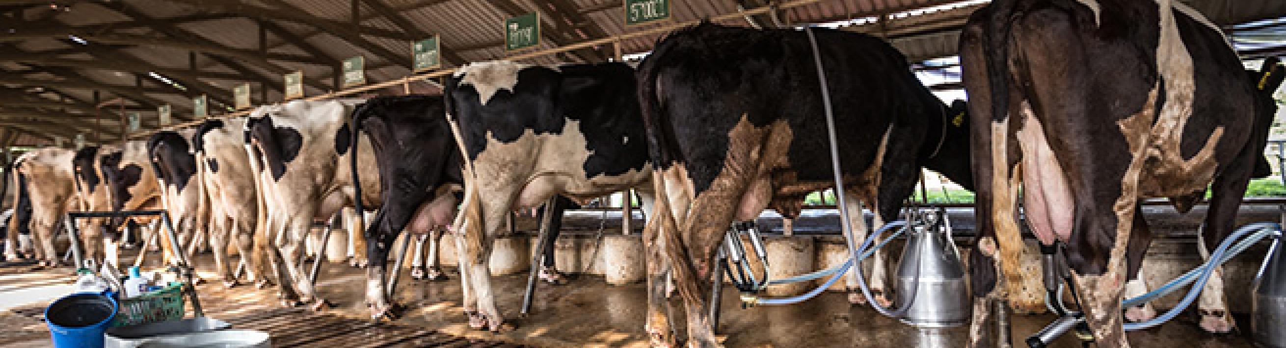 A row of cows being milked by machines