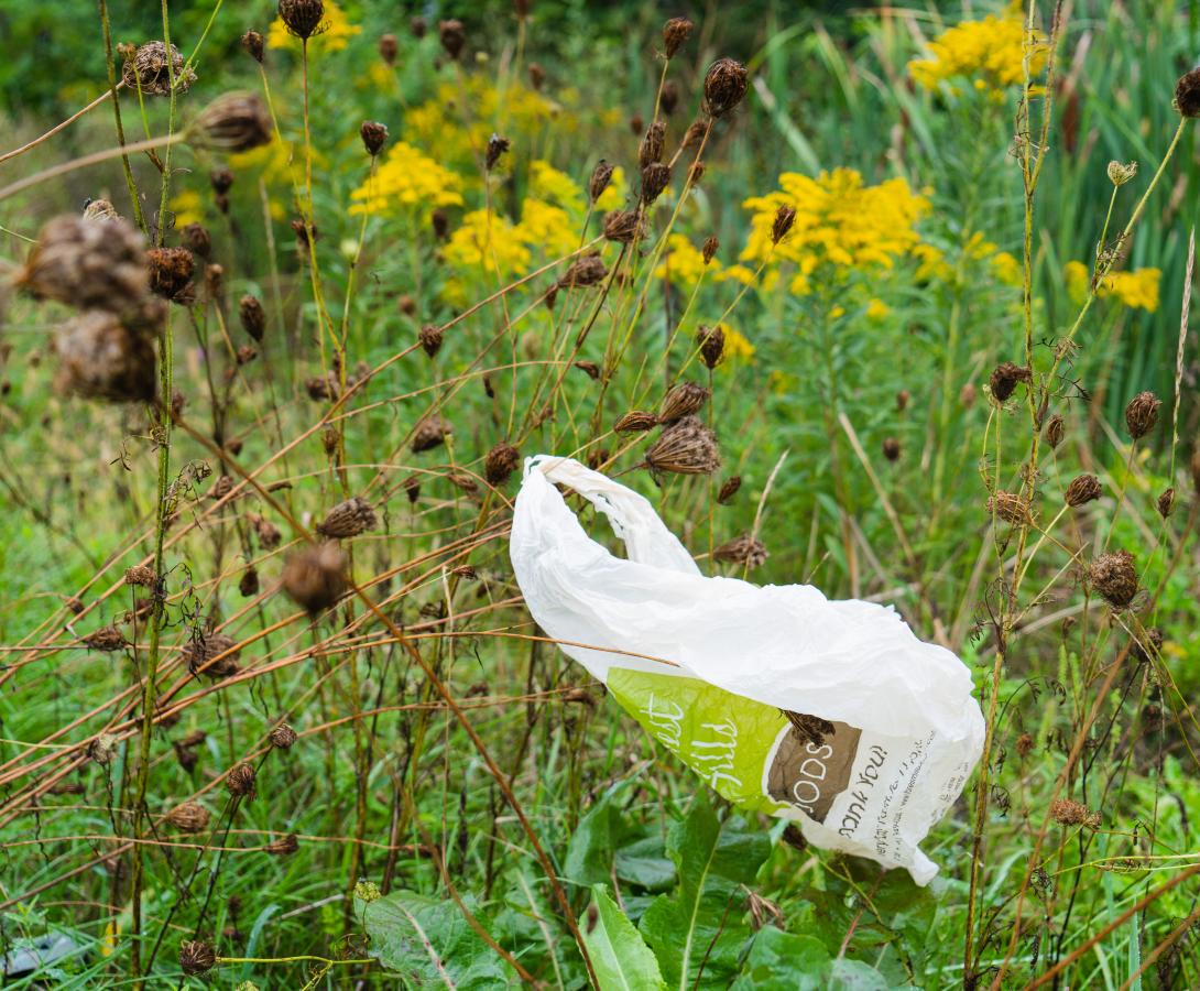 plastic bag in the grass
