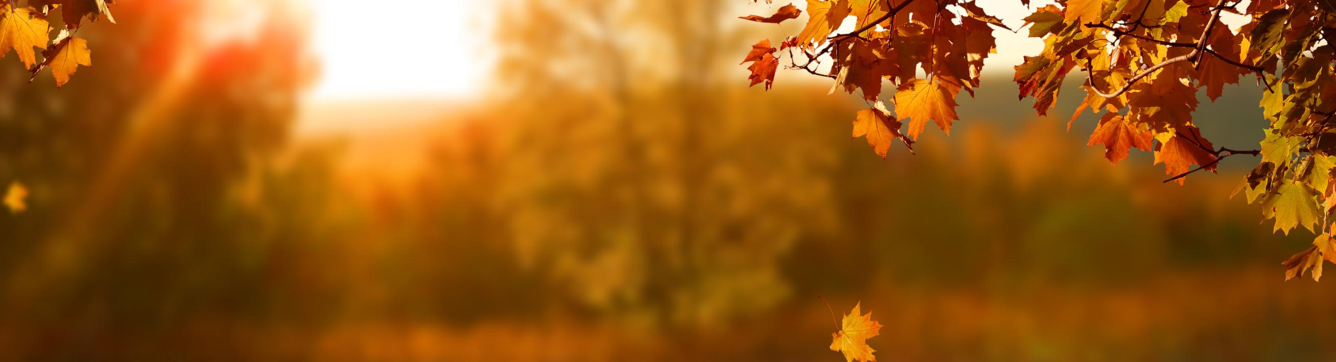 Fall leaves