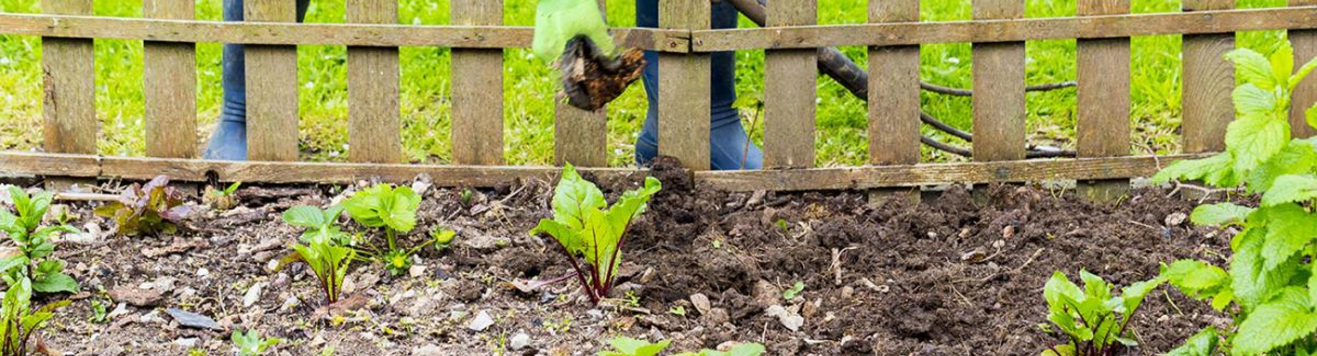 gardent with beet shoots and a hand reaching down over a short fence to do weeding
