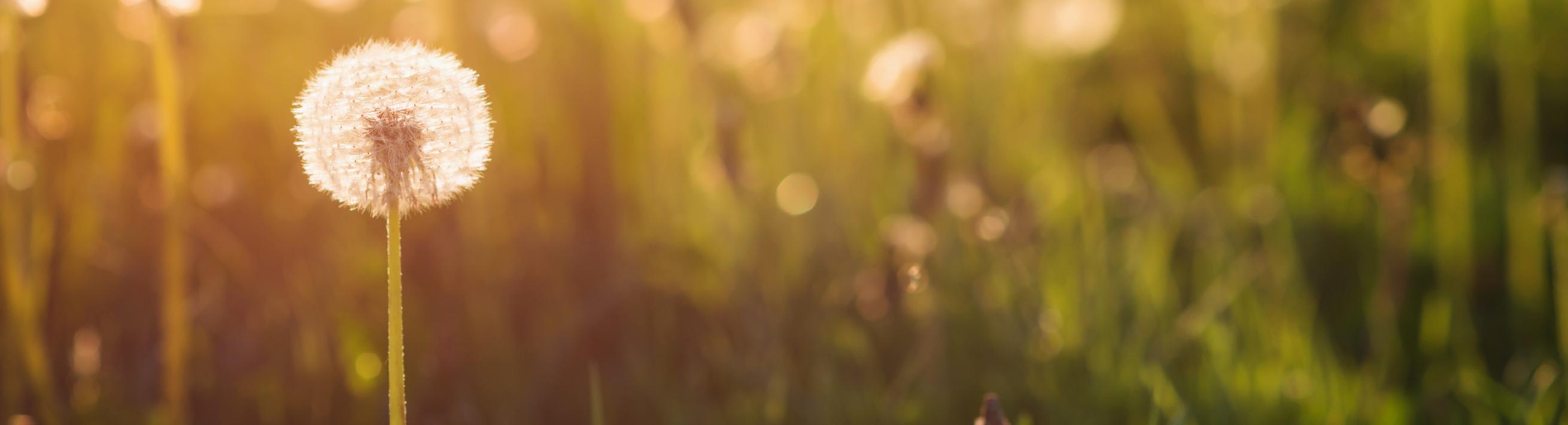 dandelion in a field