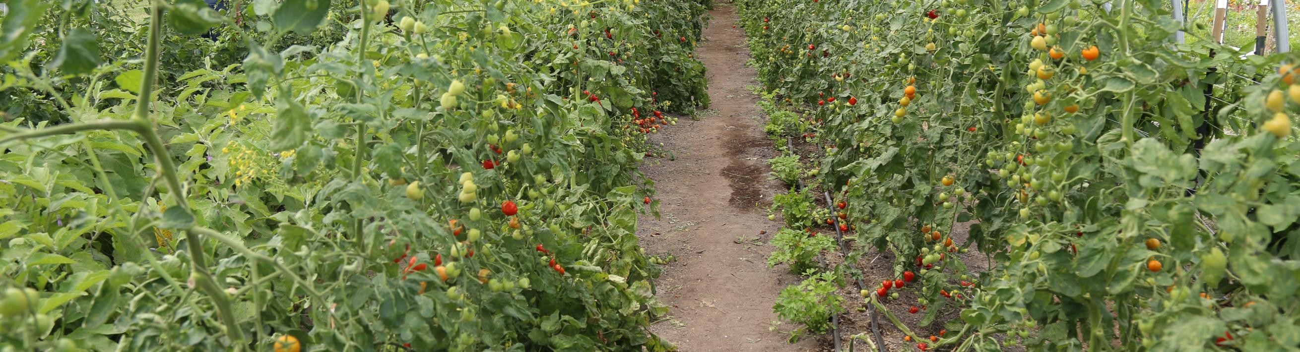 tomatoes and health leaders