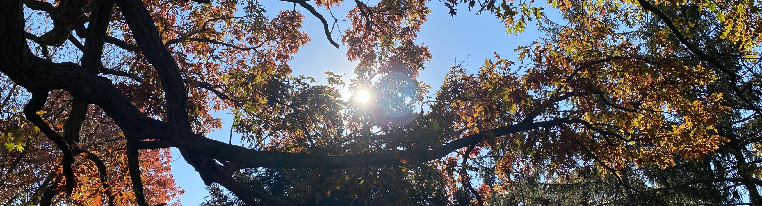 A photograph straight-up, under a tree canopy in early autumn with the sun in the middle of the frame