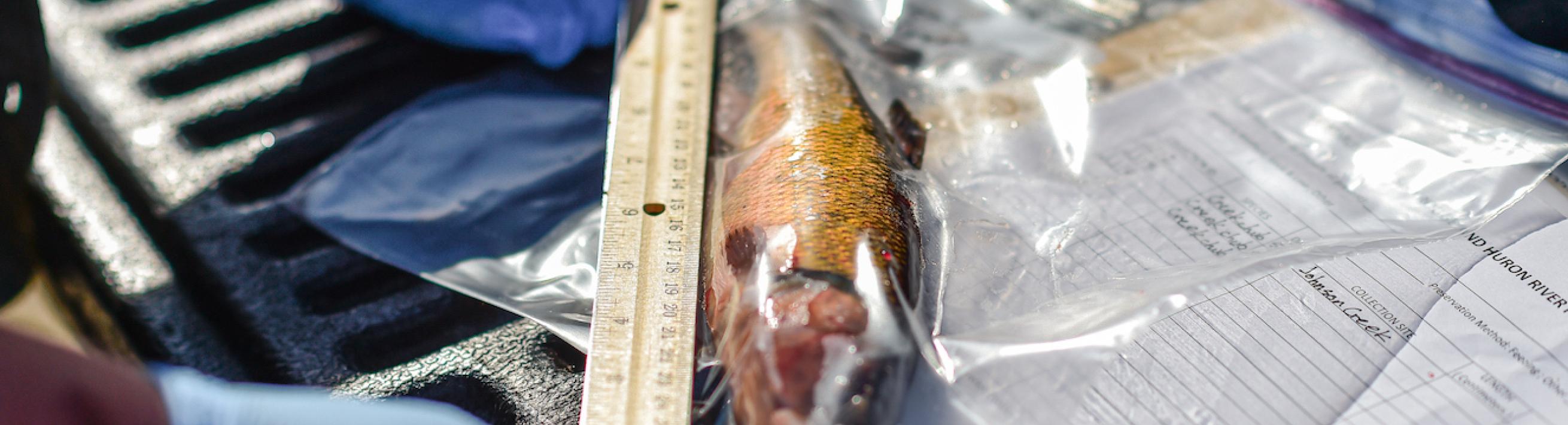 Fish sample