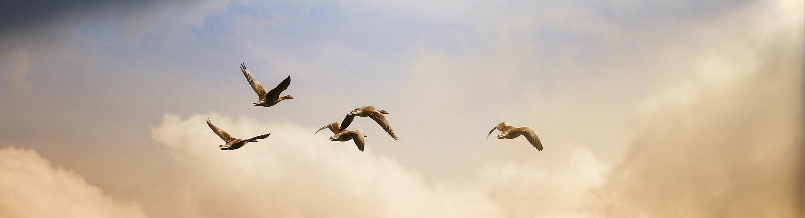 Ducks flying