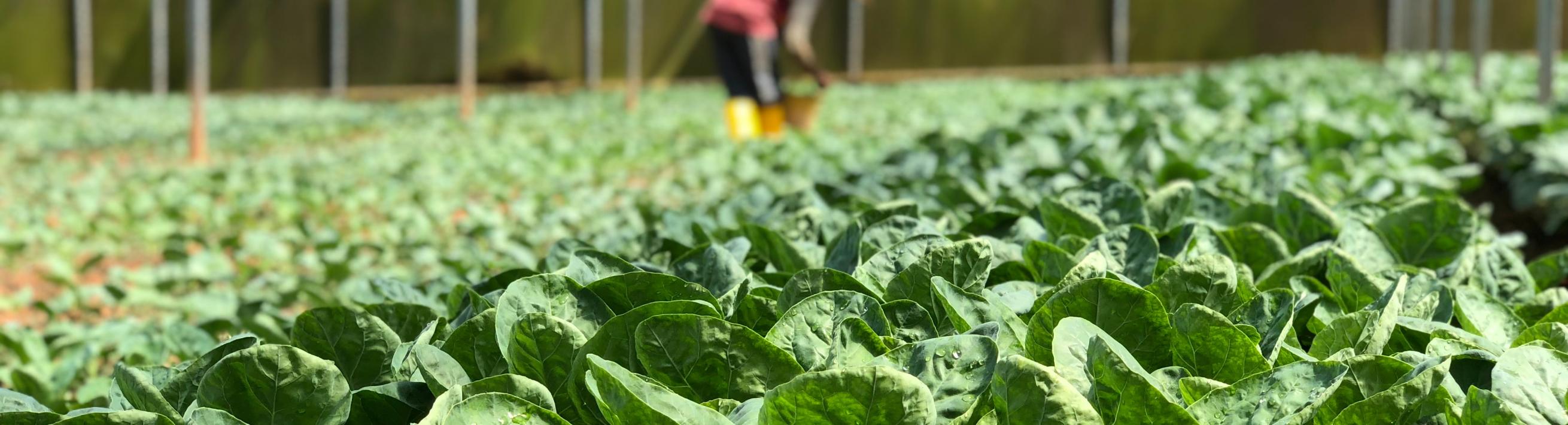 A person working in a greenhouse growing spinach