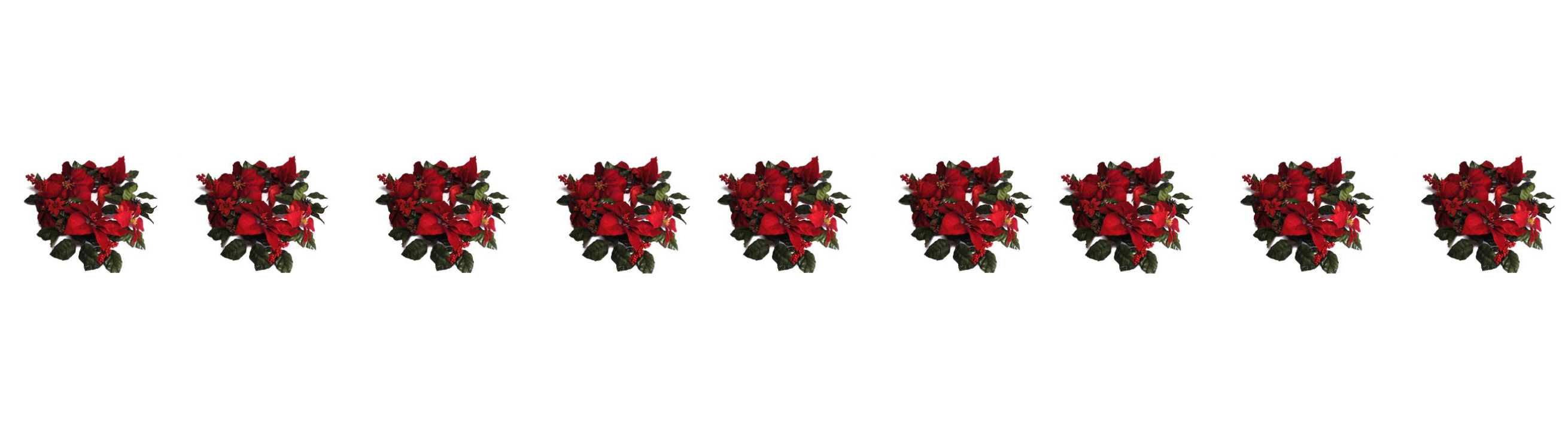 row of poinsettas on white background