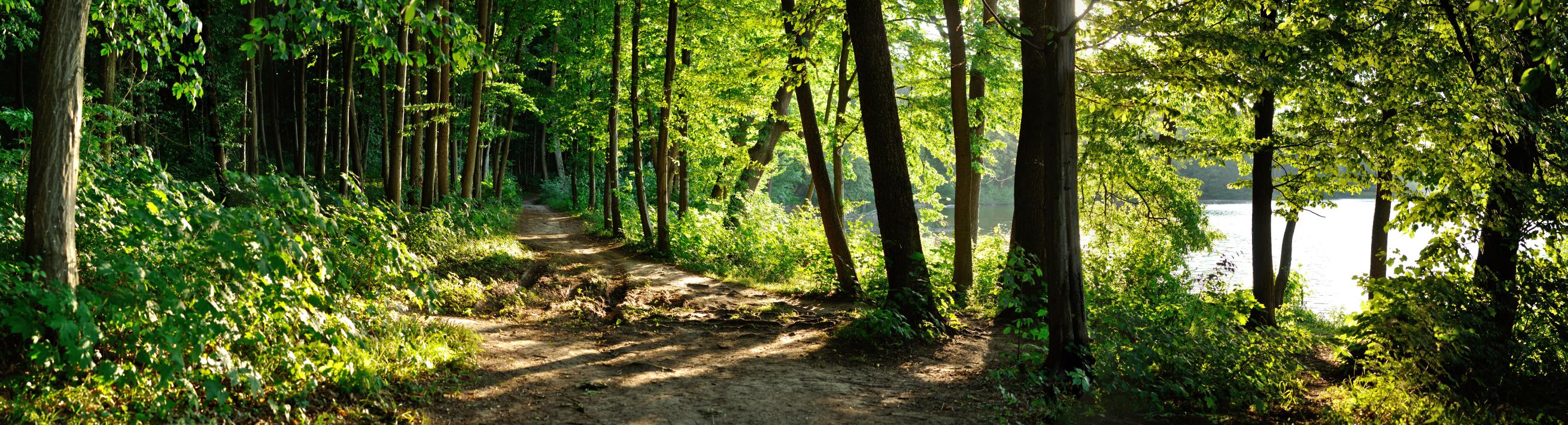 woods