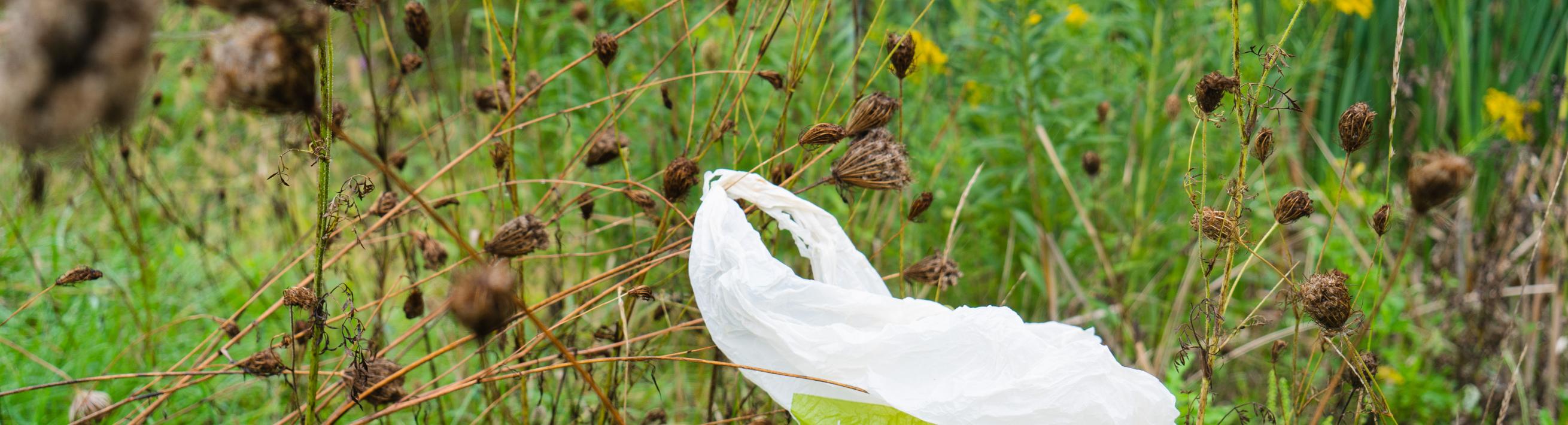 plastic bag in the grass