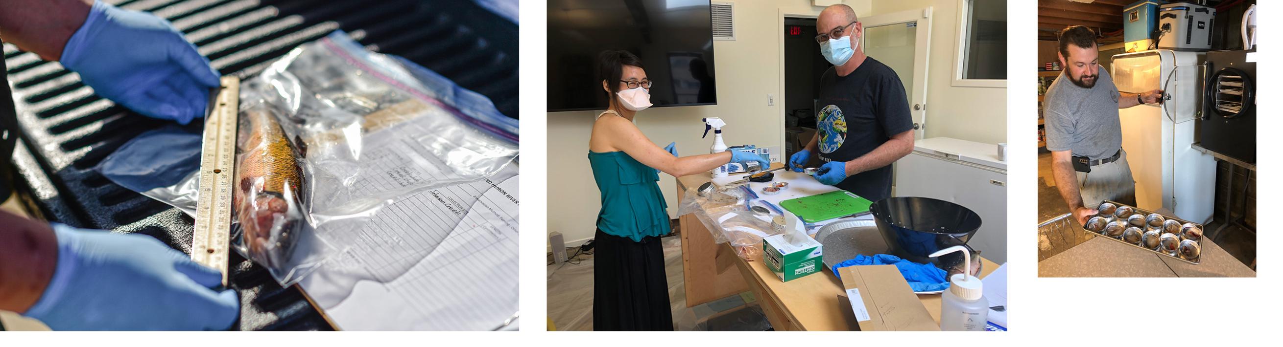 People preparing fish samples for testing