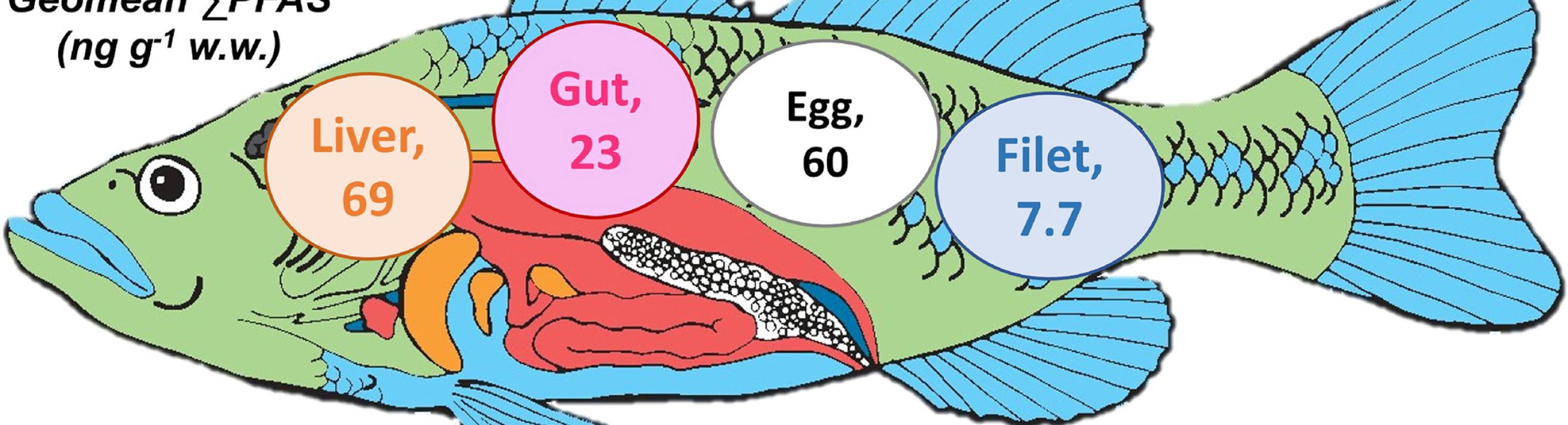 PFAS in Fish Diagram