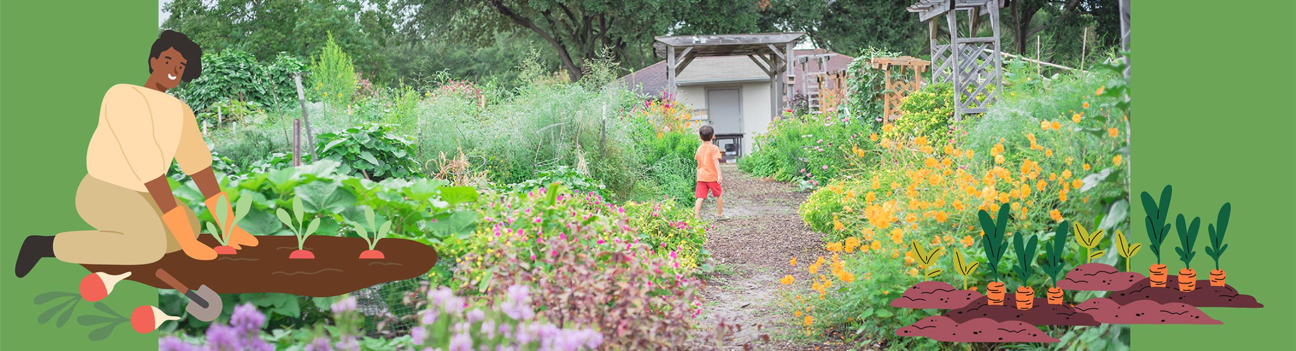 Garden with women harvesting carrots. Child walking through garden.