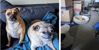 Crystal Zanders' Dogs