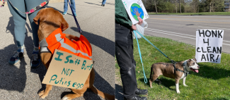 Left image: Ruby local dog resident, who loves to swim, with a sassy sign. Right image: Hank, another dog resident, standing in front of a Honk 4 Clean Air sign.