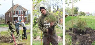 AQAW Tree planting