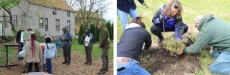 tree planting image