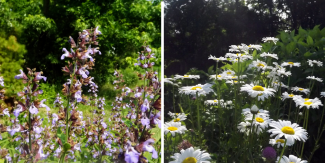 Flowers growing at the farm