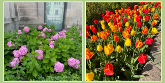 Flowers growing in Ann Arbor