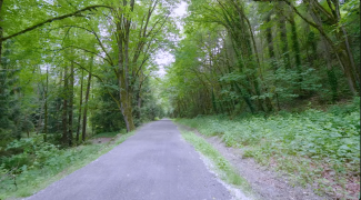 A forest walk video I now watch while I exercise on my stationary bike