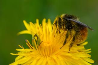 Bumble Bee on a Dandelion