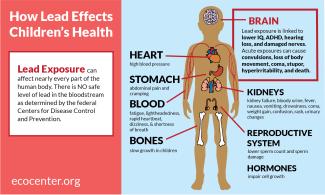 How Lead Effects child brain, heart, stomach, blood, bones, kidneys, reproductive system, hormones